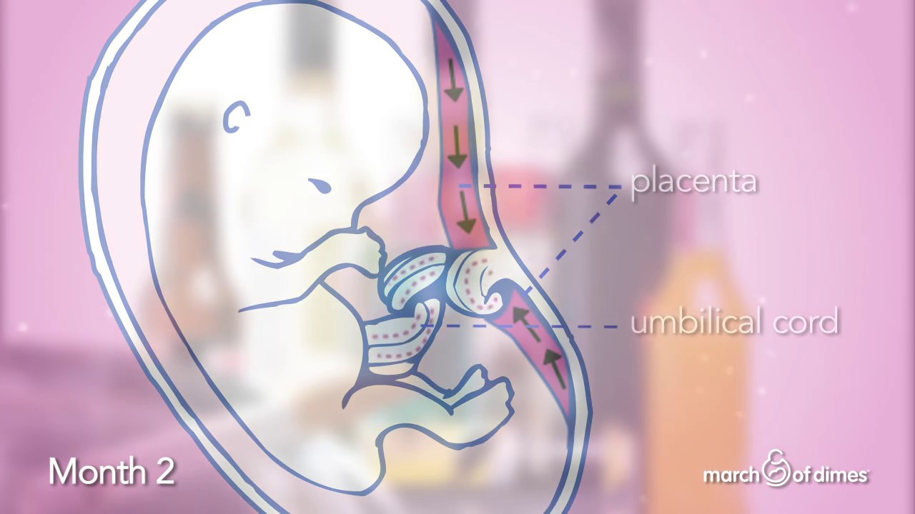 How Your Baby Grows Month 2
