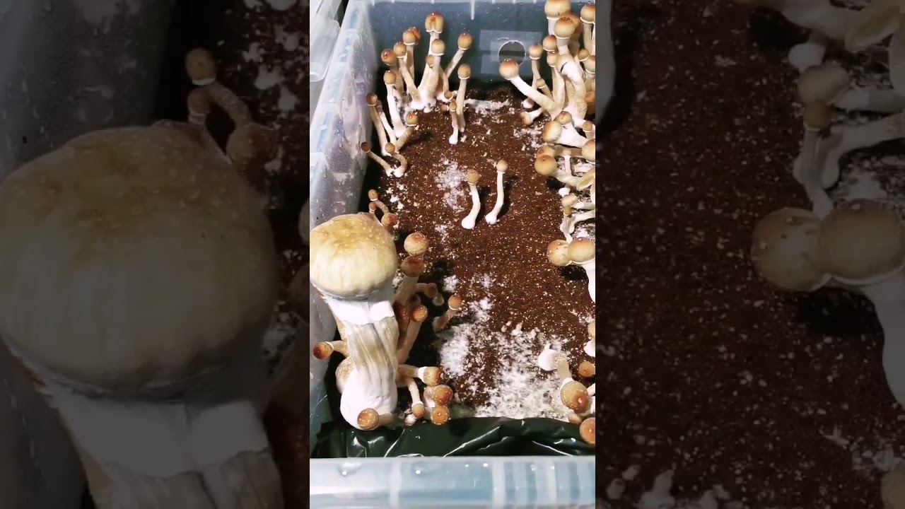 B+. 3rd Flush