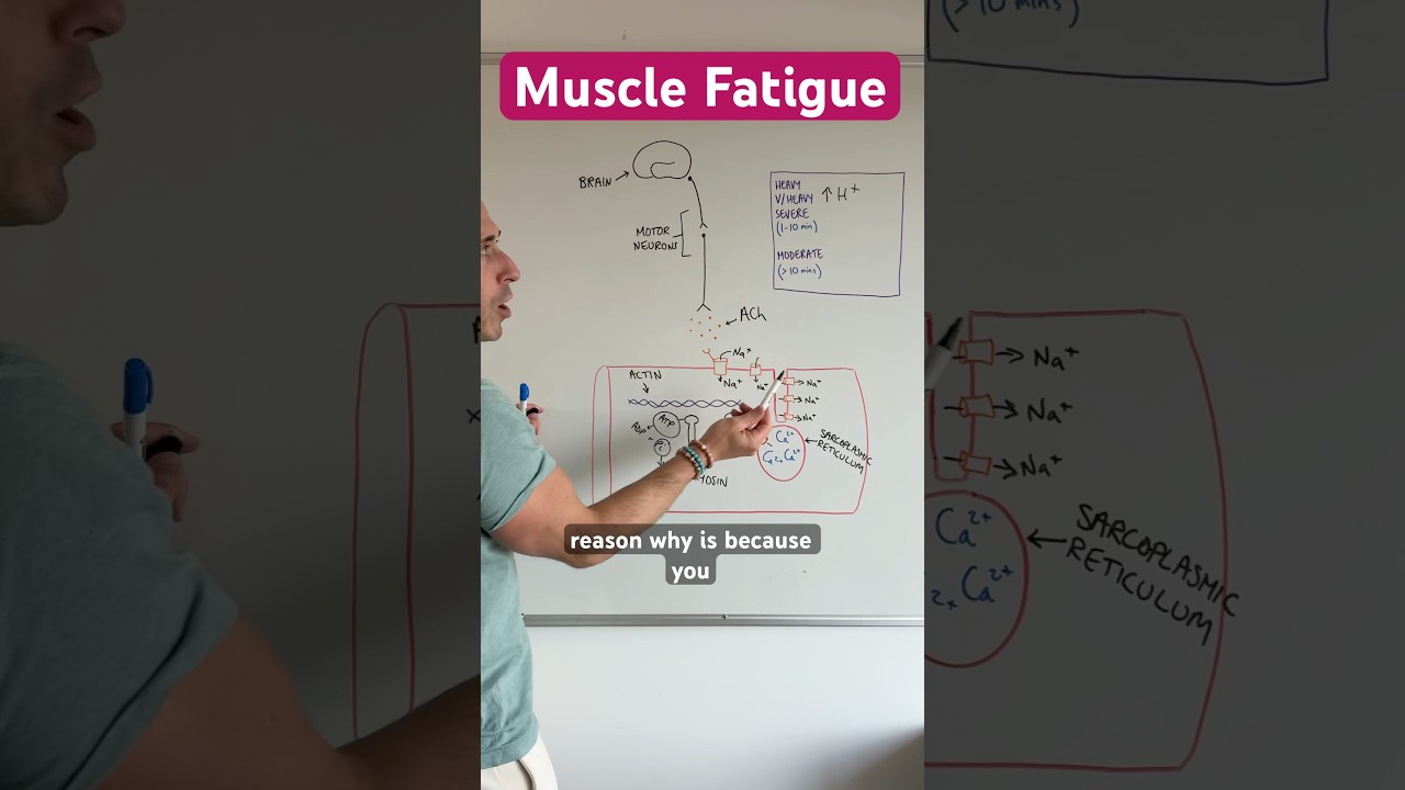 Cause of #muscle #fatigue
