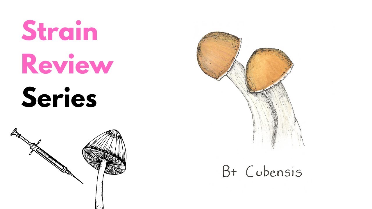 B+ Magic Mushrooms: Discovering the High Potency & Versatility of a Popular Strain