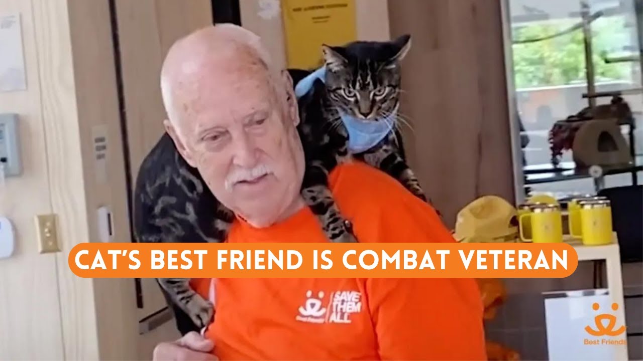 Cat is a combat veteran’s new best friend
