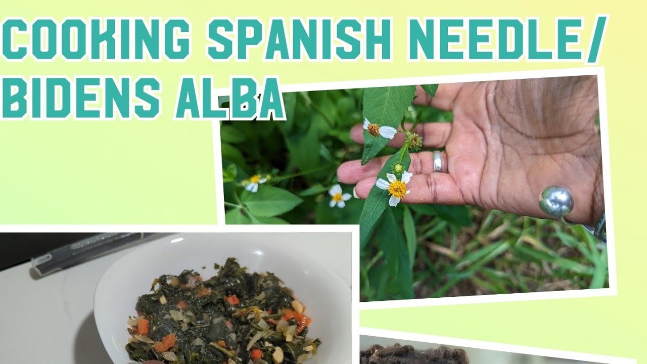 Spanish Needle/Bidens Alba - Weed or powerful medicinal? cooking and making tinctures