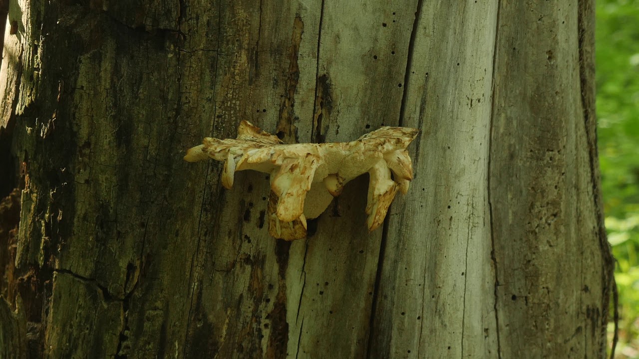 Smoking Mushroom?