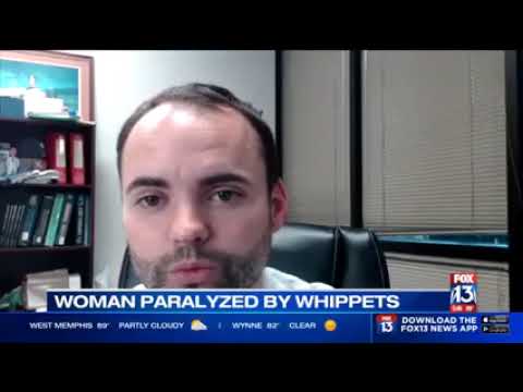 Dangers of whippets
