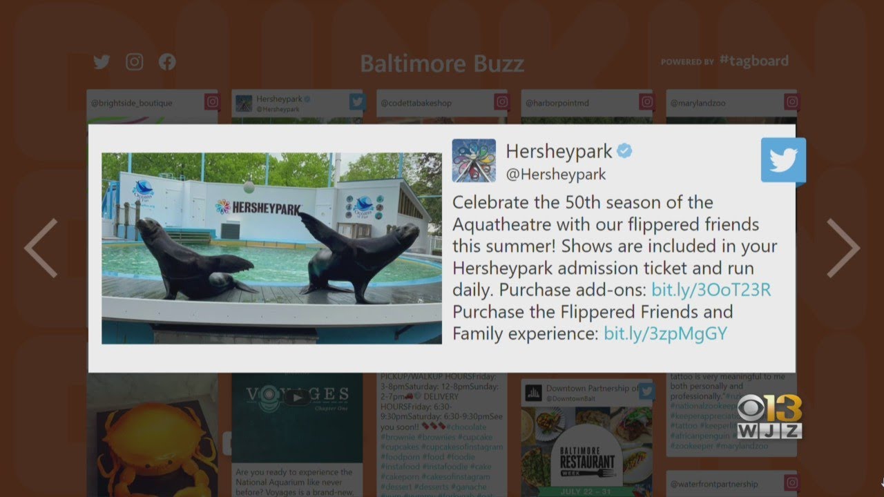 Baltimore Buzz: Flippered Friends And Family Experience