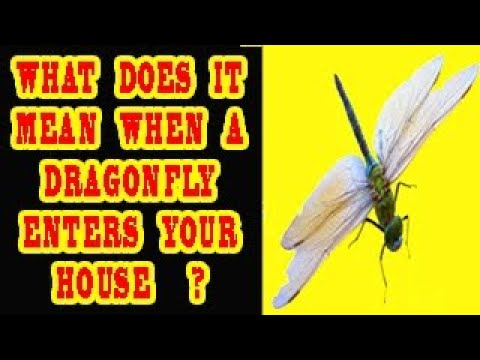 WHAT DOES IT MEAN WHEN A DRAGONFLY ENTERS YOUR HOUSE ?