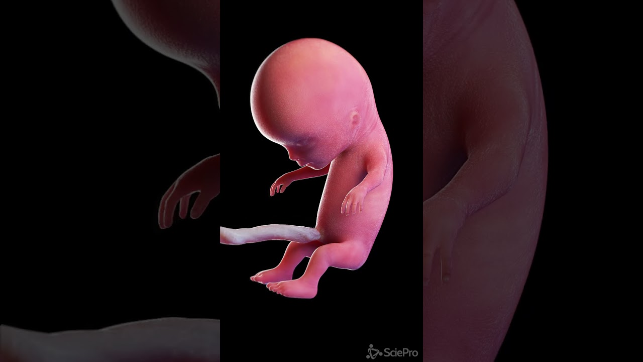 Development of a human fetus in 3d #anatomy #meded #pregnancy