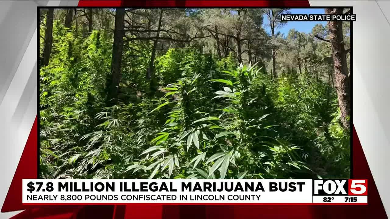Nevada State Police busts illegal marijuana grow site worth $7.8M