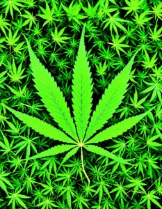 federal marijuana