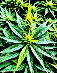 what are thc
