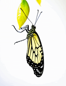 evolution synonym
