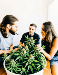 is weed legal in oklahoma