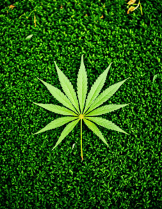what is thc a